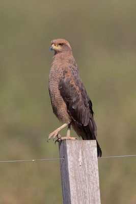 Savannenbussard (Buteogallus meridionalis) - 1