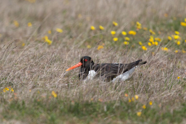 Austernfischer (Haematopus ostralegus) - 7