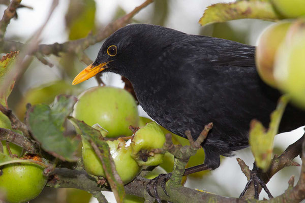 Amsel (Turdus merula) - 4