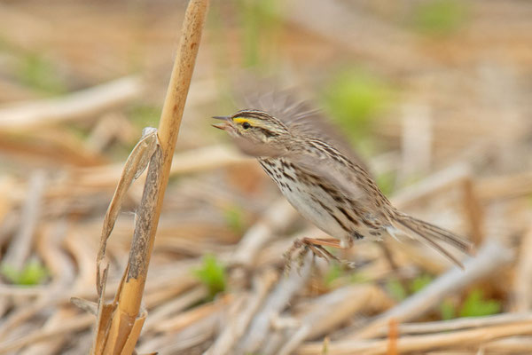 Grasammer (Passerculus sandwichensis)