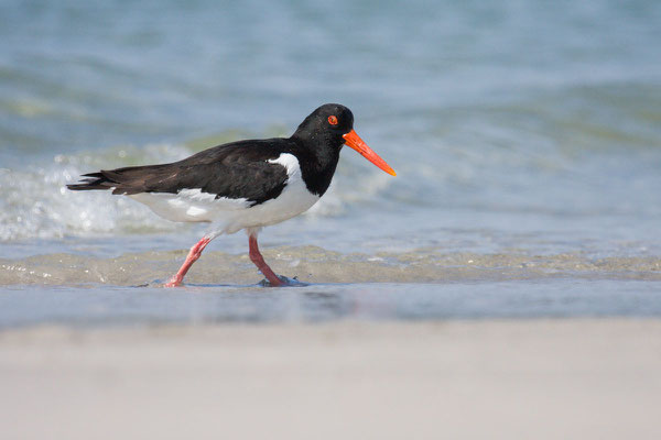 Austernfischer (Haematopus ostralegus) - 2