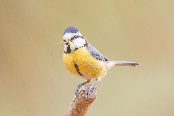 Kanarenmeise der Unterart Cyanistes teneriffae degener auf der Insel Fuerteventura.