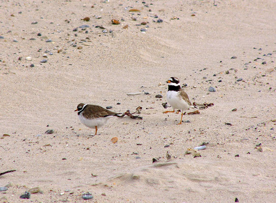 Sandregenpfeifer (Charadrius hiaticula)-cc-2