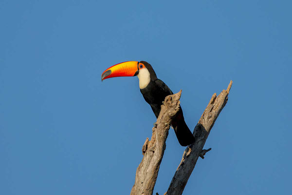 Riesentukan (Ramphastos toco) - 1