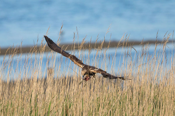 Rohrweihe (Circus aeruginosus) - 1