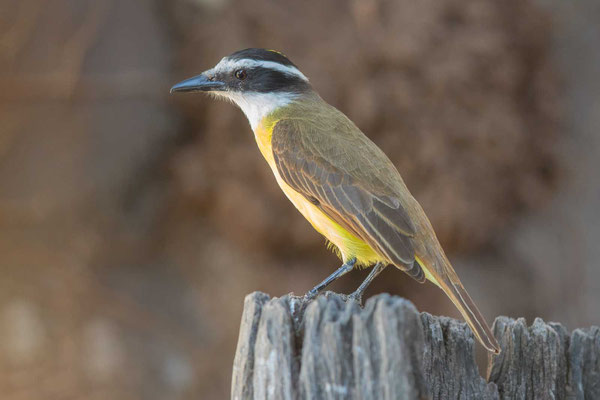 Schwefelmaskentyrann (Pitangus sulphuratus); Great Kiskadee - 3