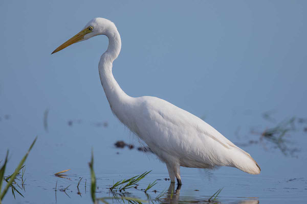 Mittelreiher (Ardea intermedia) - Intermediate egret - 2