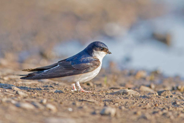 Mehlschwalbe  Delichon urbicum, Northern House-Martin - 8