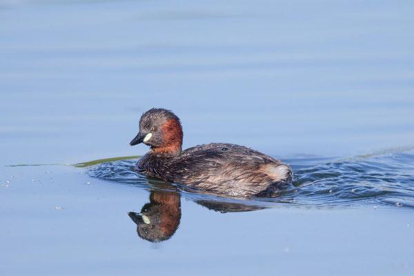 Zwergtaucher (Tachybaptus ruficollis) - 1