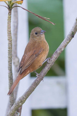 Krontangare (Tachyphonus coronatus) - Ruby-crowned Tanager - 4