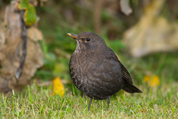 Amsel (Turdus merula) - 3