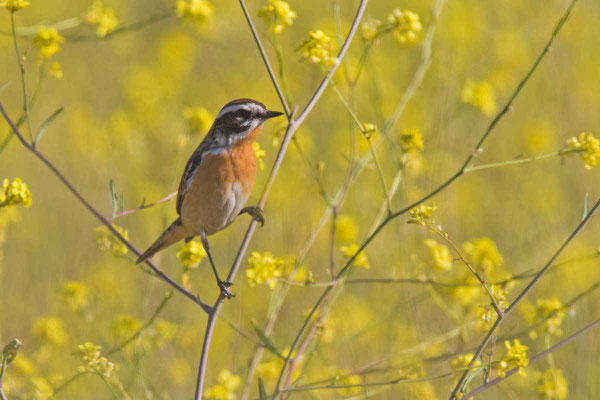 Männliches Braunkehlchen  (Saxicola rubetra) auf dem Heimzug in Griechenland.