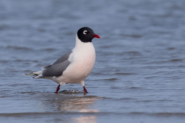 Präriemöwe (Leucophaeus pipixcan)