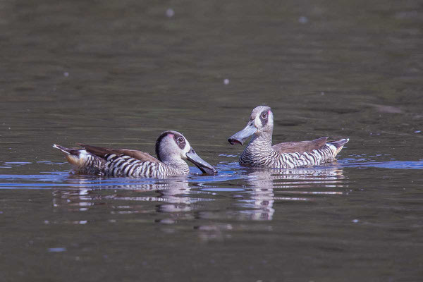 Rosenohrente (Malacorhynchus membranaceus) - Pink-eared duck - 4