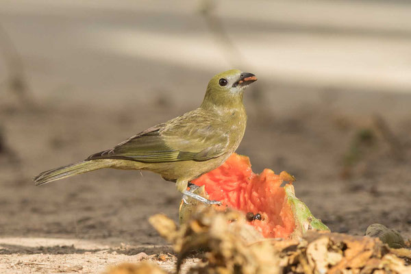 Palmtangare (Thraupis palmarum) - Palm tanager - 1