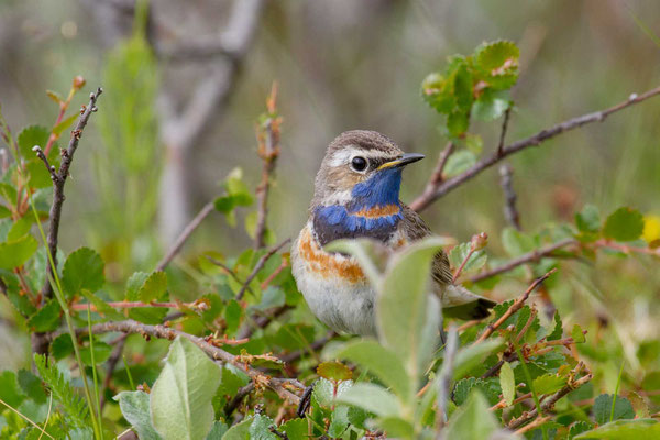 Rotsterniges Blaukehlchen (Luscinia svecica svecica) - 5