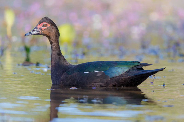 Moschusente (Cairina moschata) - Muscovy Duck - 1