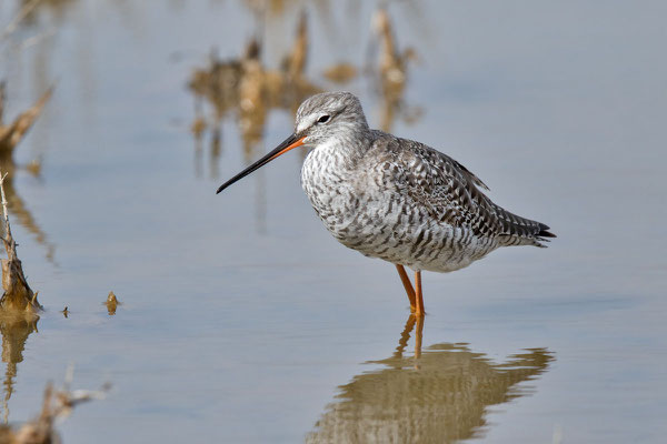 Dunkler Wasserläufer (Tringa erythropus) - 2