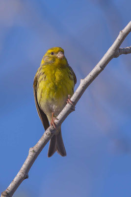 Girlitz (Serinus serinus) - European serin - 2