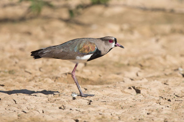 Bronzekiebitz (Vanellus chilensis) - 1