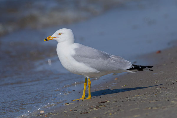 Ringschnabelmöwe  (Larus delawarensis)