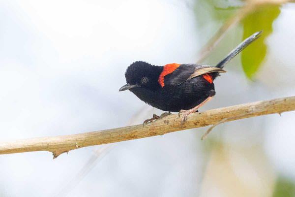 Rotrücken-Staffelschwanz, Red-backed fairywren, Malurus melanocephalus - 5