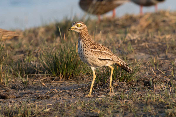 Triel, Stone-curlew, Burhinus oedicnemus - 9