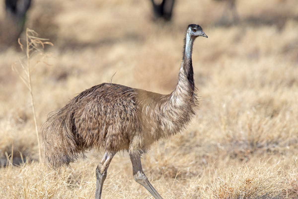 Emu (Dromaius novaehollandiae) - 2