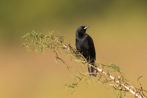 Einfarbstärling (Agelasticus cyanopus) - Unicolored Blackbird - 3