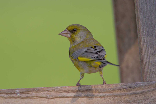 Grünfink (Carduelis chloris) - European greenfinch - 3