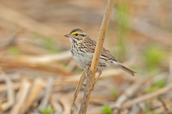 Grasammer (Passerculus sandwichensis)