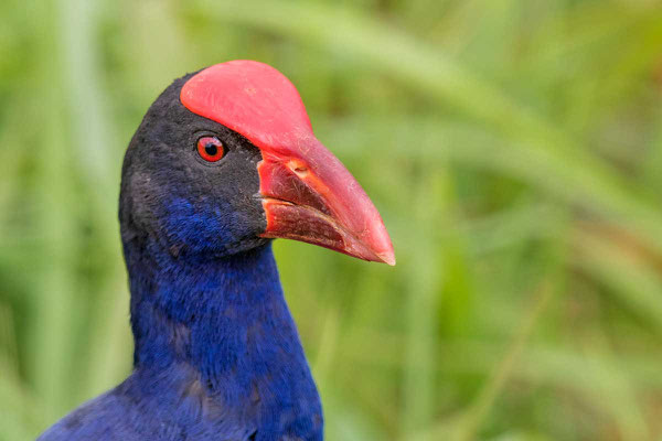 Pukeko, Australasian swamphen, Porphyrio melanotu - 4