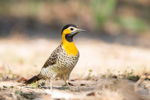 Feldspecht (Colaptes campestris) - 5