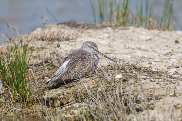 Dunkler Wasserläufer (Tringa erythropus) - 6