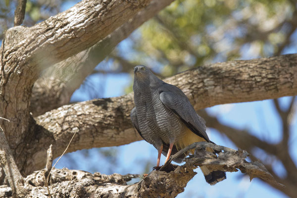 Sperberweihe (Geranospiza caerulescens) - 1