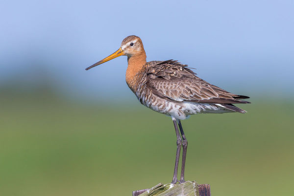 Uferschnepfe (Limosa limosa) - 3