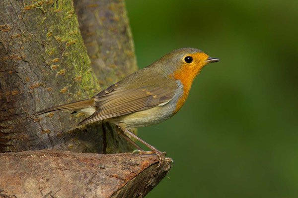 Rotkehlchen (Erithacus rubecula) - 4