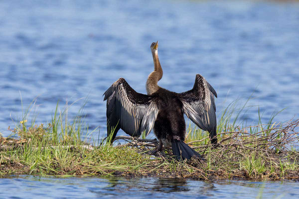 Australischer Schlangenhalsvogel  Australasian darter, Anhinga novaehollandiae - 1