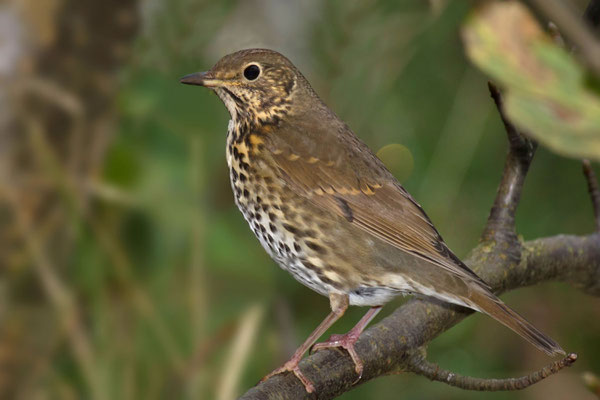 Singdrossel (Turdus philomelos) - 5