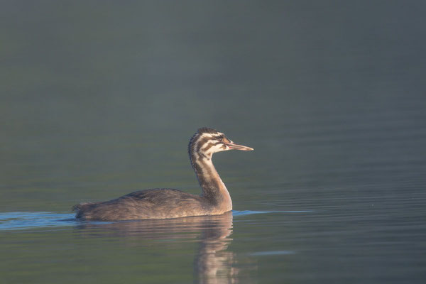 Haubentaucher (Podiceps cristatus) - 1