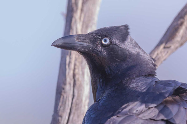 Gesellschaftskrähe (Corvus mellori) - 1