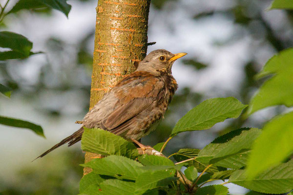 Wacholderdrossel (Turdus pilaris) - 1