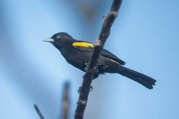 Goldschulterkassike (Cacicus chrysopterus) - Golden-winged Cacique - 3