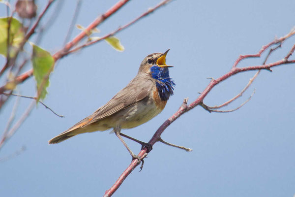 Weißsterniges Blaukehlchen (Luscinia svecica cyanecul) - 2