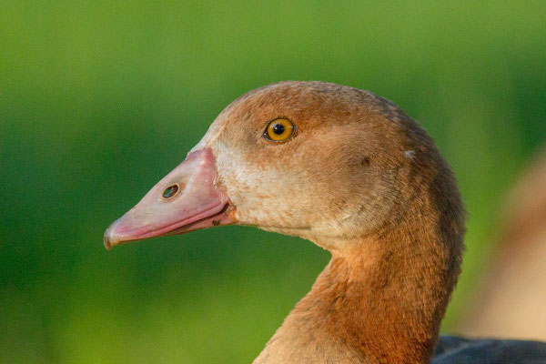 Nilgans - 4