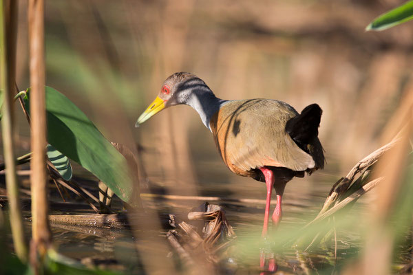 Cayenneralle (Aramides cajaneus) - 1