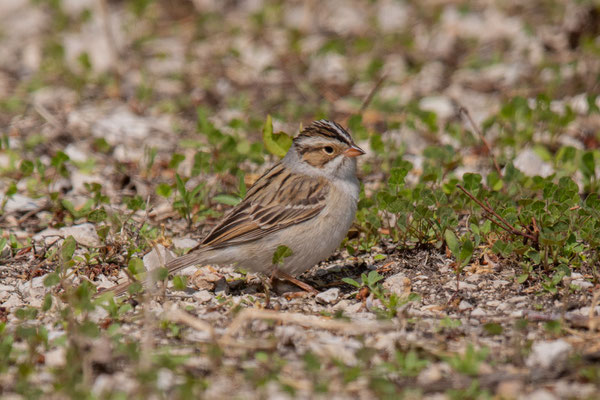 Fahlammer (Spizella pallida)