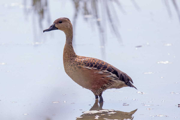 Profil einer Wanderpfeifgans in der Fogg Dam Conservation Area in Nordaustralien. 