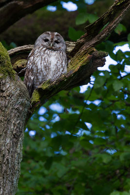 Waldkauz (Strix aluco) - 4