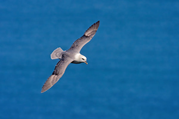 Eissturmvogel (Fulmarus glacialis) - 3